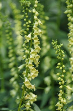 Gul fingerborgsblomma Digitalis lutea 5-10 i kruka P9 Digitalis lutea