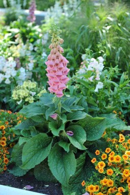 Fingerborgsblomma Digitalis 'Mertonensis' 5-10 i kruka P9 Digitalis 'Mertonensis'