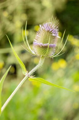 Dipsacus fullonum