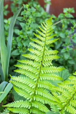 Skogsbräken Dryopteris affinis 5-10 i kruka P9 Dryopteris affinis
