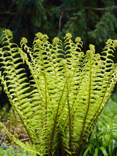 Dryopteris wallichiana