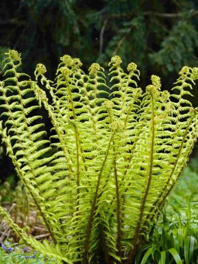 Svartbräken Dryopteris wallichiana 5-10 i kruka P9 Dryopteris wallichiana