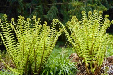 Svartbräken Dryopteris wallichiana 5-10 i kruka P9 Dryopteris wallichiana