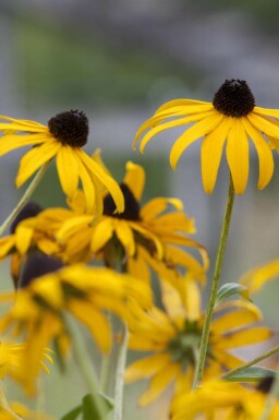Gul solhatt Echinacea paradoxa 5-10 i kruka P9 Echinacea paradoxa