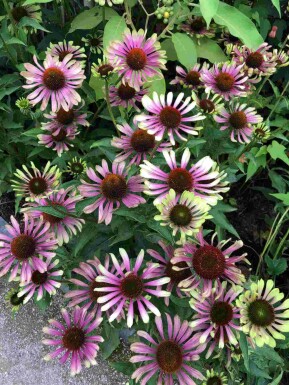 Solhatt Echinacea purpurea 'Green Twister' 5-10 i kruka P9 Echinacea purpurea 'Green Twister'