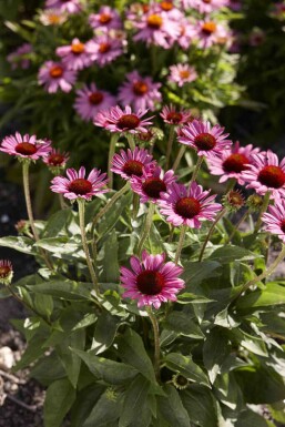 Echinacea purpurea 'Little Magnus'
