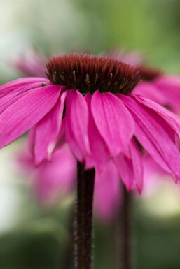Echinacea purpurea 'Rubinstern'