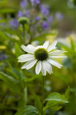 Echinacea purpurea 'Virgin'
