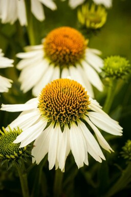 Echinacea purpurea 'White Swan'