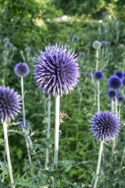 Bolltistel Echinops bannaticus 5-10 i kruka P9 Echinops bannaticus