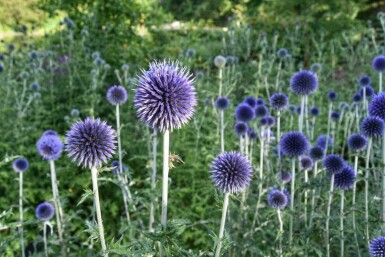 Bolltistel Echinops bannaticus 5-10 i kruka P9 Echinops bannaticus