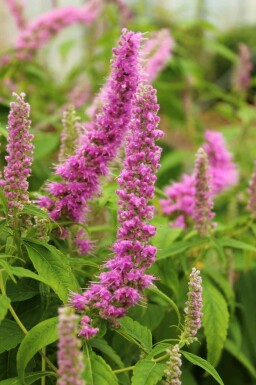 Elsholtzia Elsholtzia stauntonii 5-10 i kruka P9 Elsholtzia stauntonii