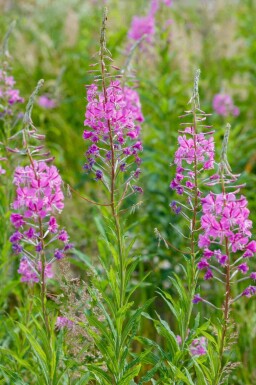 Rallarros Epilobium angustifolium 5-10 i kruka P9 Epilobium angustifolium