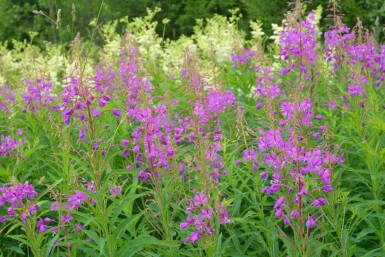 Rallarros Epilobium angustifolium 5-10 i kruka P9 Epilobium angustifolium