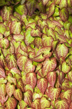 Sockblomma Epimedium grandiflorum 5-10 i kruka P9 Epimedium grandiflorum