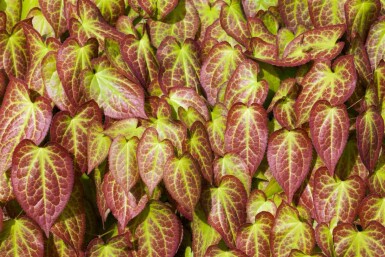 Sockblomma Epimedium grandiflorum 5-10 i kruka P9 Epimedium grandiflorum