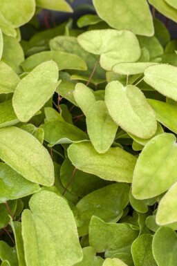 Epimedium rubrum