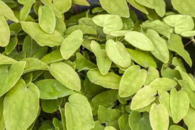 Epimedium rubrum