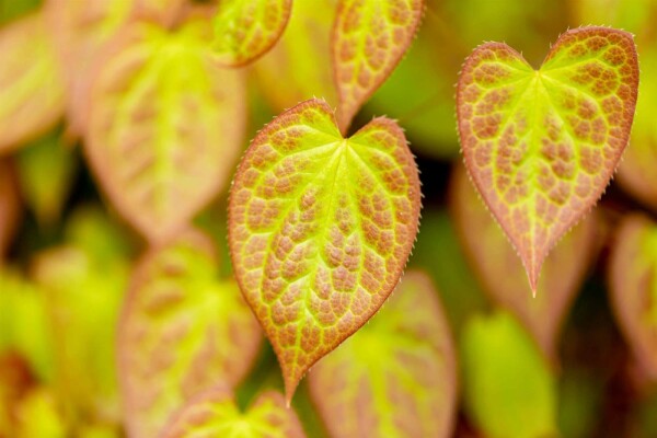 Biskopsmössa Epimedium versicolor 'Sulphureum' 5-10 i kruka P9 Epimedium versicolor 'Sulphureum'