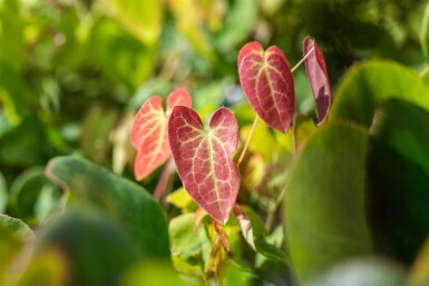 Epimedium versicolor 'Sulphureum'