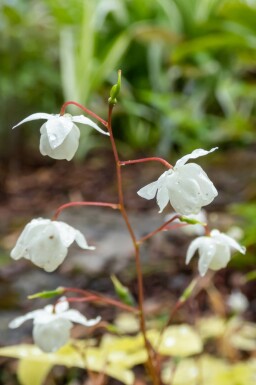 Sockblomma Epimedium youngianum 'Niveum' 5-10 i kruka P9 Epimedium youngianum 'Niveum'