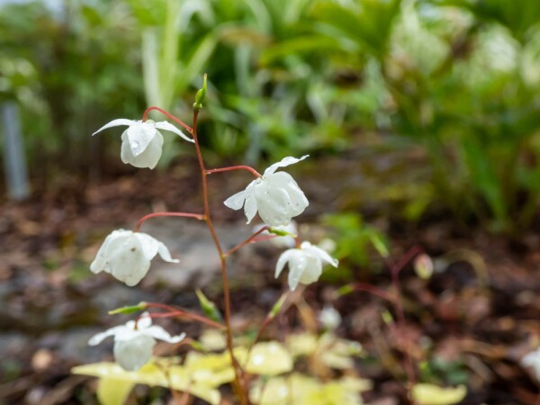 Epimedium youngianum 'Niveum'