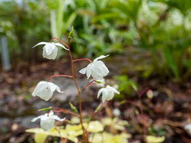 Sockblomma Epimedium youngianum 'Niveum' 5-10 i kruka P9 Epimedium youngianum 'Niveum'
