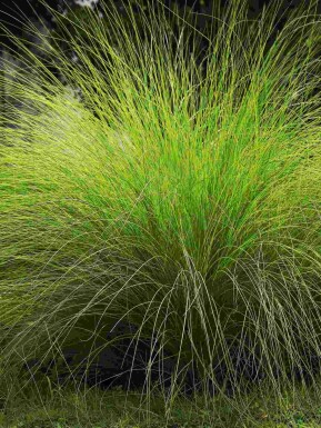 Vippgräs Eragrostis curvula 5-10 i kruka P9 Eragrostis curvula