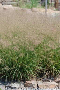 Praktstarr Eragrostis spectabilis 5-10 i kruka P9 Eragrostis spectabilis