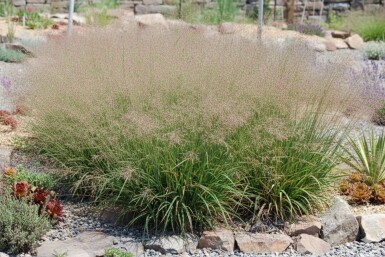 Praktstarr Eragrostis spectabilis 5-10 i kruka P9 Eragrostis spectabilis