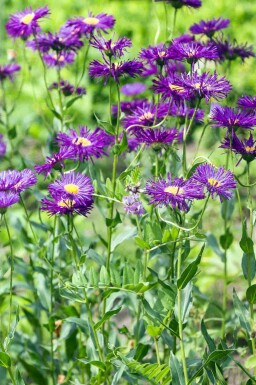 Bergfibbla Erigeron 'Dunkelste Aller' 5-10 i kruka P9 Erigeron 'Dunkelste Aller'