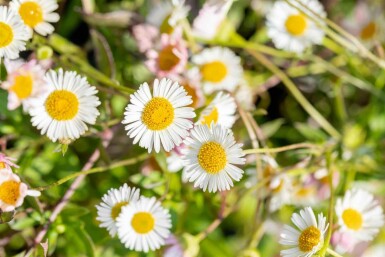 Karvinskis prästkrage Erigeron karvinskianus 5-10 i kruka P9 Erigeron karvinskianus
