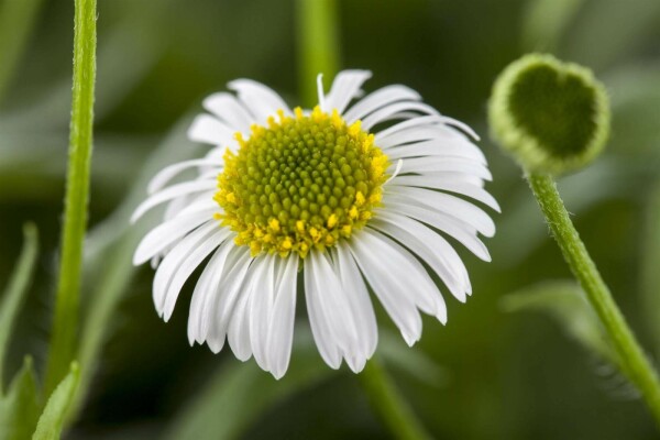 Erigeron karvinskianus