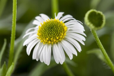 Karvinskis prästkrage Erigeron karvinskianus 5-10 i kruka P9 Erigeron karvinskianus