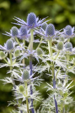 Eryngium 'Big Blue'