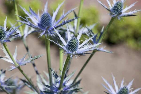 Eryngium bourgatii