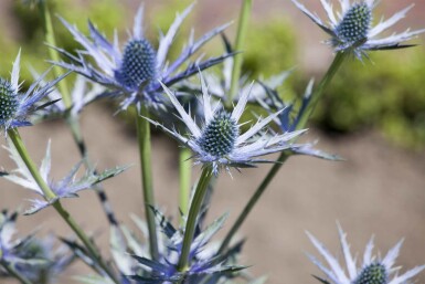 Blå tistel Eryngium bourgatii 5-10 i kruka P9 Eryngium bourgatii