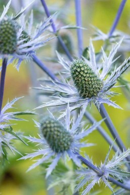 Sjöselleri Eryngium giganteum 5-10 i kruka P9 Eryngium giganteum