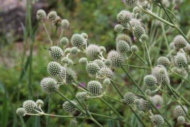 Rysk martorn Eryngium yuccifolium 5-10 i kruka P9 Eryngium yuccifolium