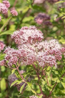 Hampflockel Eupatorium cannabinum 5-10 i kruka P9 Eupatorium cannabinum