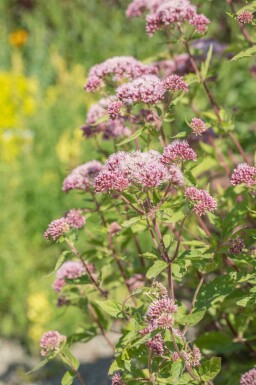 Hampflockel Eupatorium cannabinum 5-10 i kruka P9 Eupatorium cannabinum