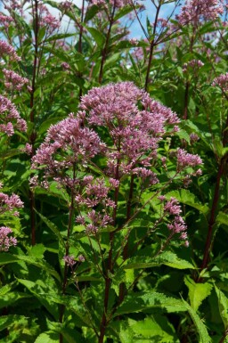 Eupatorium maculatum 'Purple Bush'