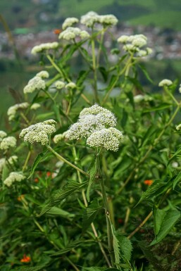 Bredbladig snårvädd Eupatorium perfoliatum 5-10 i kruka P9 Eupatorium perfoliatum
