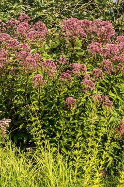 Eupatorium purpureum