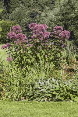 Eupatorium purpureum