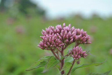 Eupatorium purpureum