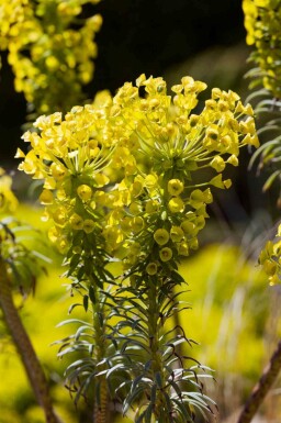 Vårtdaggkåpa Euphorbia characias ssp. 'wulfenii' 5-10 i kruka P9 Euphorbia characias ssp. 'wulfenii'
