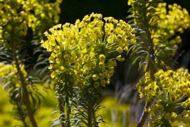 Vårtdaggkåpa Euphorbia characias ssp. 'wulfenii' 5-10 i kruka P9 Euphorbia characias ssp. 'wulfenii'