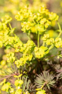 Vårtörel Euphorbia cyparissias 'Fens Ruby' 5-10 i kruka P9 Euphorbia cyparissias 'Fens Ruby'