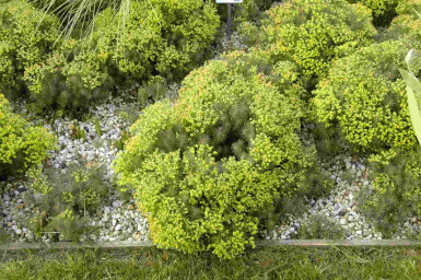 Vårtörel Euphorbia cyparissias 'Fens Ruby' 5-10 i kruka P9 Euphorbia cyparissias 'Fens Ruby'